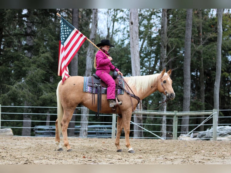 American Quarter Horse Wałach 8 lat 157 cm Izabelowata in Clarion