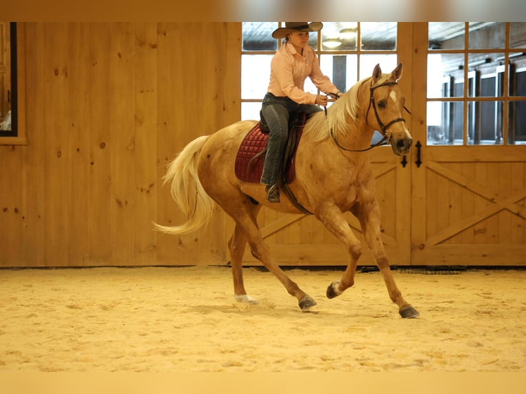 American Quarter Horse Wałach 8 lat 157 cm Izabelowata in Clarion