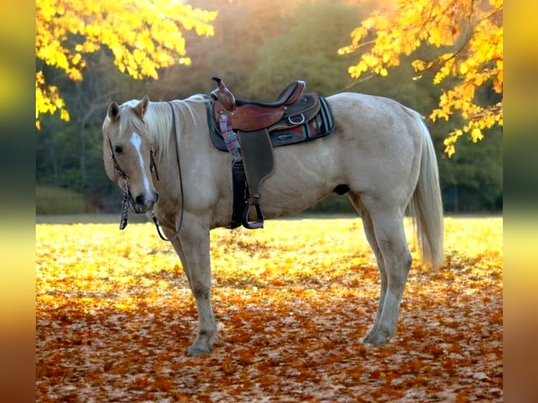 American Quarter Horse Wałach 8 lat 157 cm Izabelowata in Saint Joe