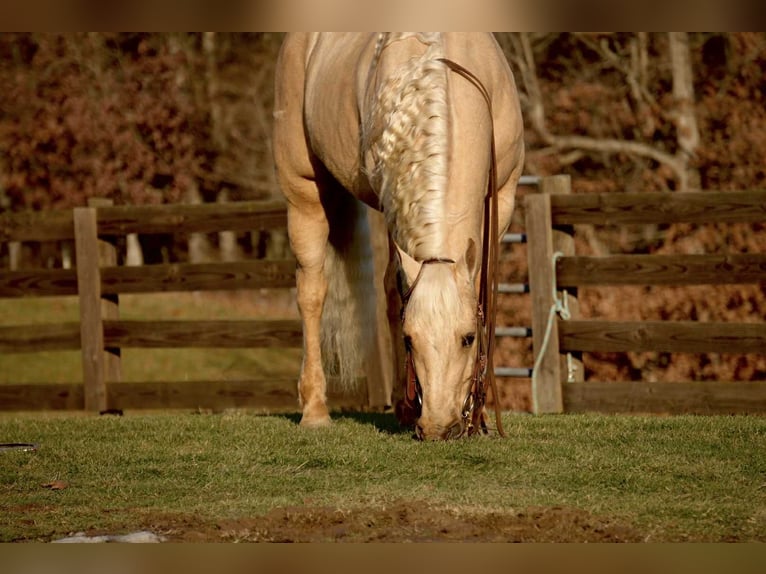 American Quarter Horse Wałach 8 lat 157 cm Izabelowata in Fresno