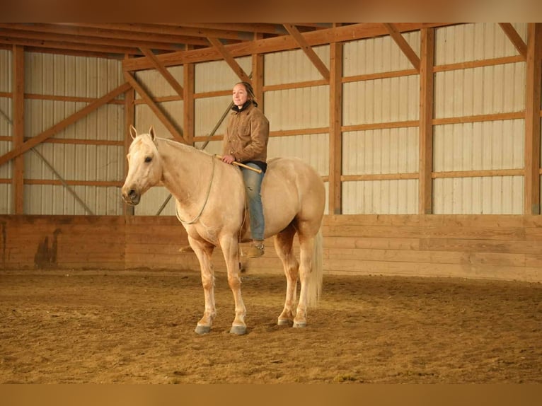 American Quarter Horse Wałach 8 lat 157 cm Izabelowata in Fresno