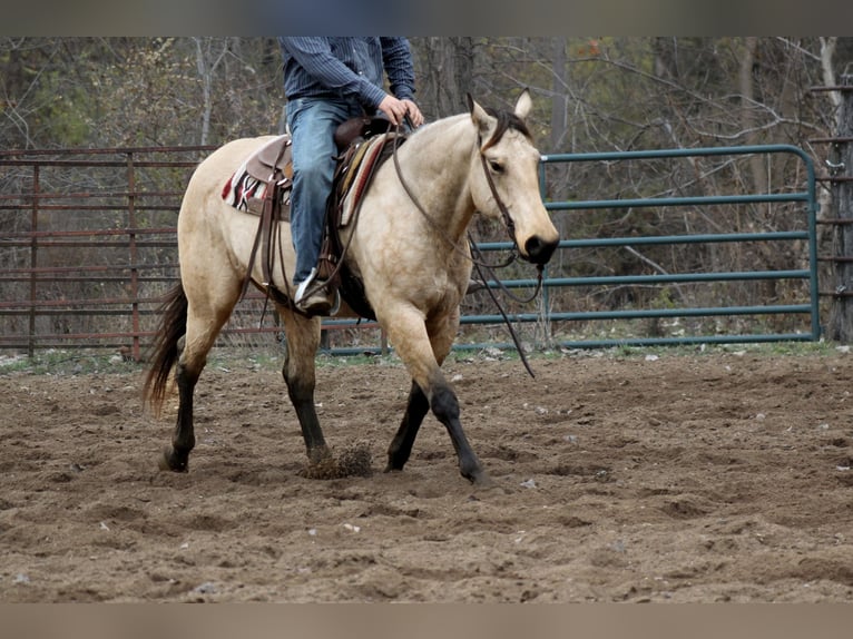 American Quarter Horse Wałach 8 lat 157 cm Jelenia in Plano