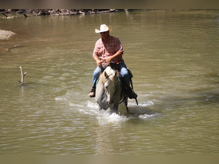 American Quarter Horse Wałach 8 lat 157 cm Siwa in Charleston