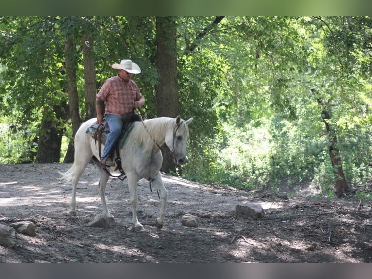 American Quarter Horse Wałach 8 lat 157 cm Siwa in Charleston