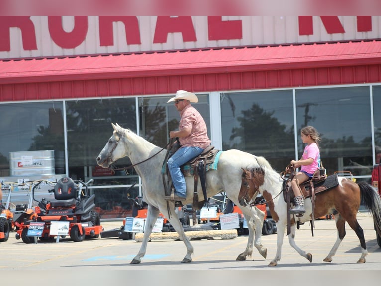 American Quarter Horse Wałach 8 lat 157 cm Siwa in Charleston