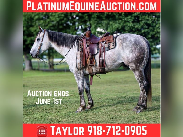 American Quarter Horse Wałach 8 lat 157 cm Siwa in Salisaw, OK