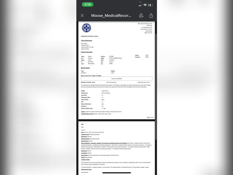 American Quarter Horse Wałach 8 lat 157 cm Tobiano wszelkich maści in Grassy Creek KY