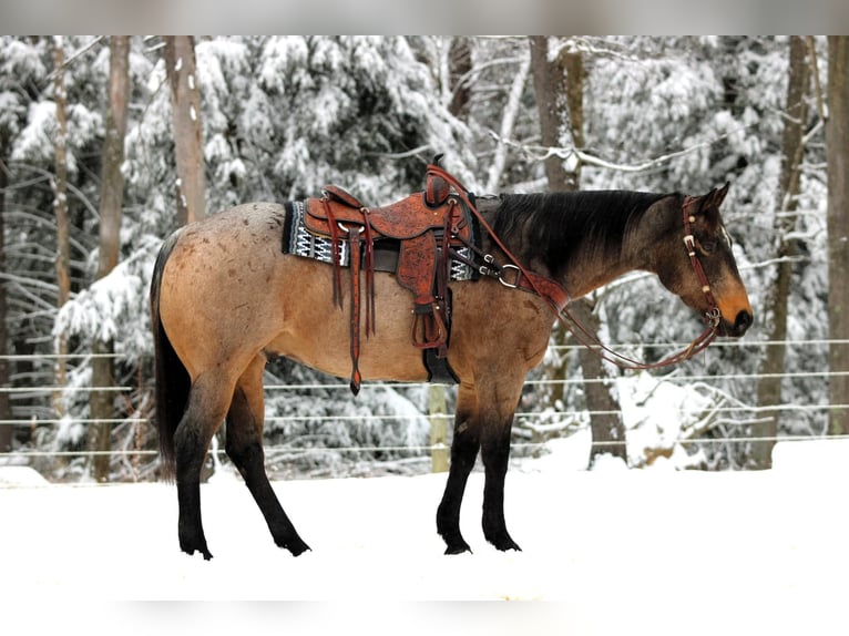 American Quarter Horse Wałach 8 lat 160 cm Jelenia in Clarion