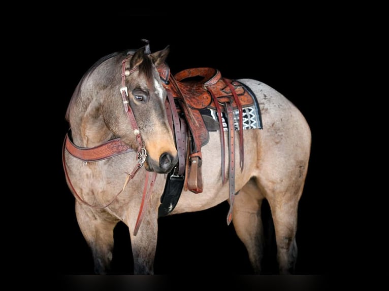 American Quarter Horse Wałach 8 lat 160 cm Jelenia in Clarion