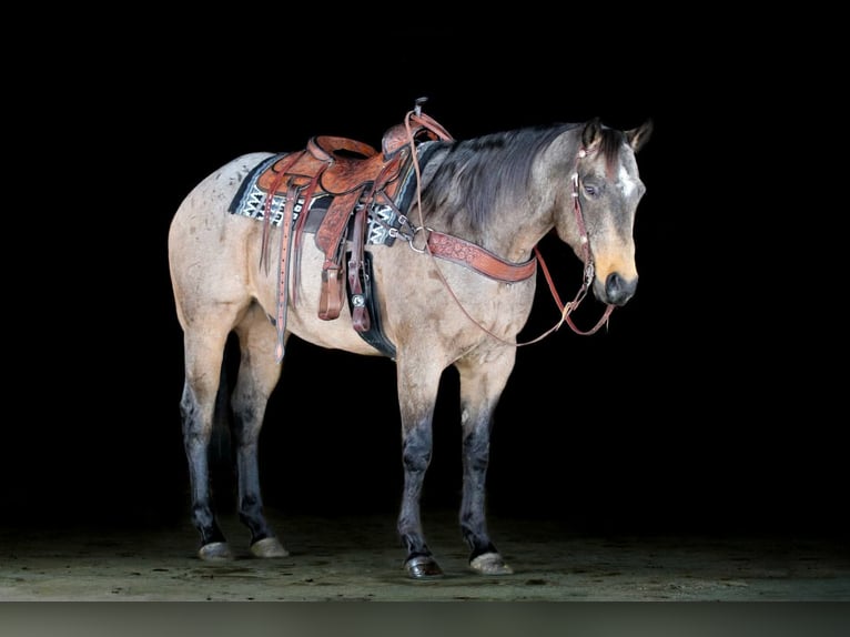 American Quarter Horse Wałach 8 lat 160 cm Jelenia in Clarion