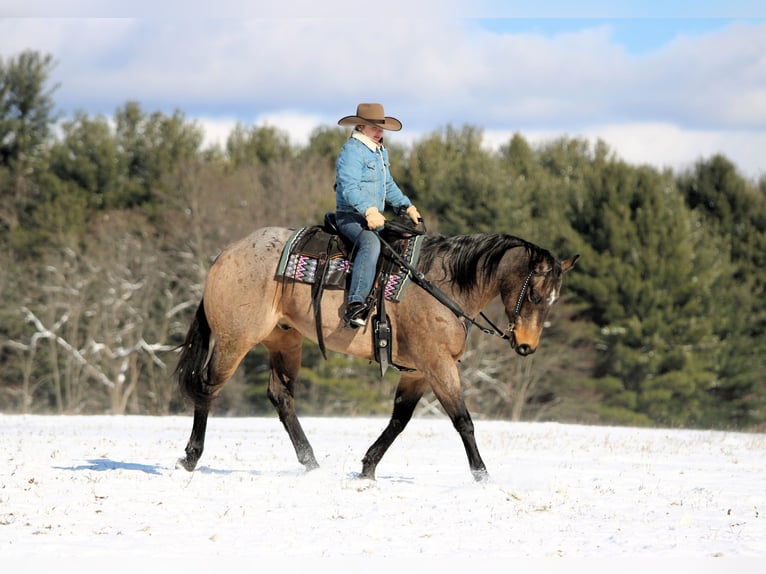 American Quarter Horse Wałach 8 lat 160 cm Jelenia in Clarion