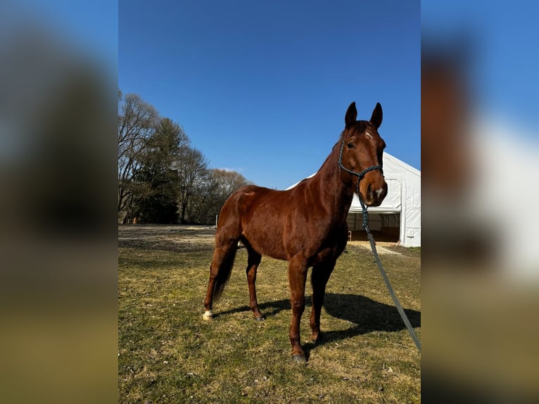 American Quarter Horse Wałach 8 lat 160 cm Kasztanowata in Martin