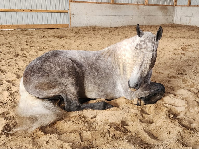 American Quarter Horse Wałach 8 lat 160 cm Siwa jabłkowita in Camden, MI