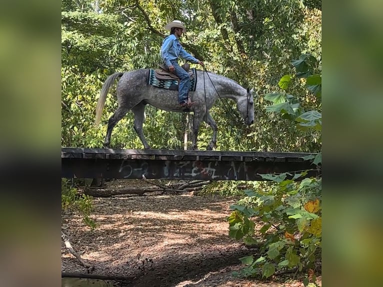 American Quarter Horse Wałach 8 lat 160 cm Siwa in Henderson