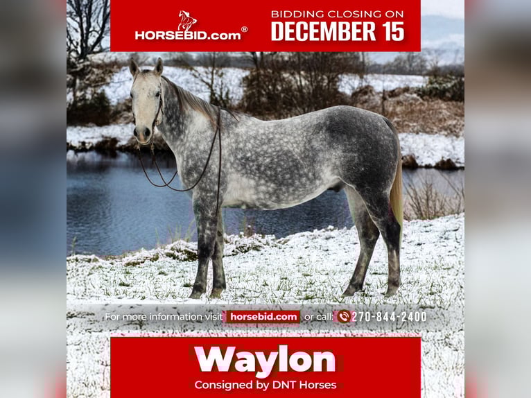 American Quarter Horse Wałach 8 lat 160 cm Siwa in Henderson