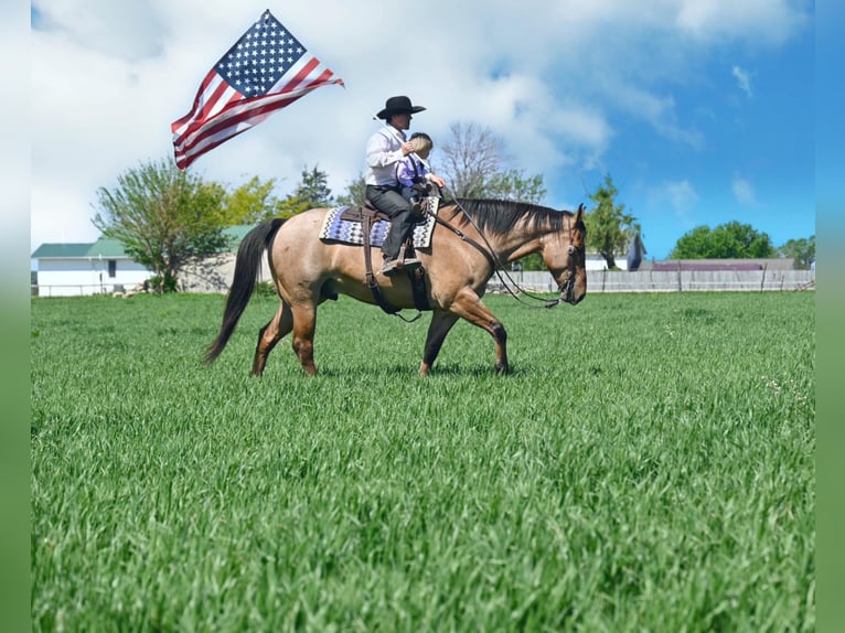 American Quarter Horse Wałach 8 lat 163 cm Bułana in fAIRBANKS iOWA