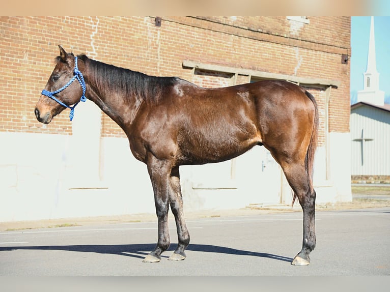 American Quarter Horse Mix Wałach 8 lat 163 cm Ciemnogniada in Paola