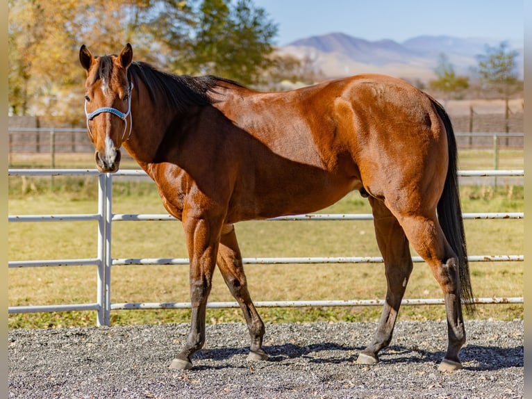 American Quarter Horse Wałach 8 lat 163 cm Gniada in Riverton