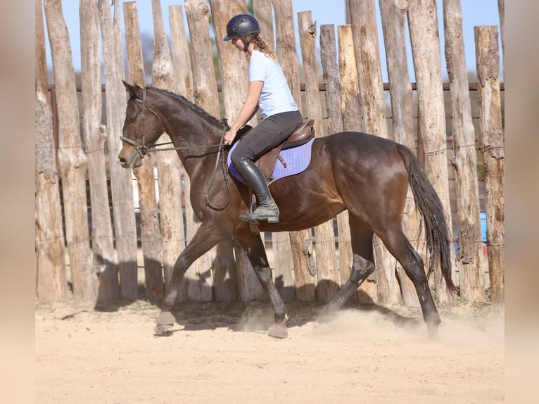American Quarter Horse Mix Wałach 8 lat 163 cm Gniada in Athens