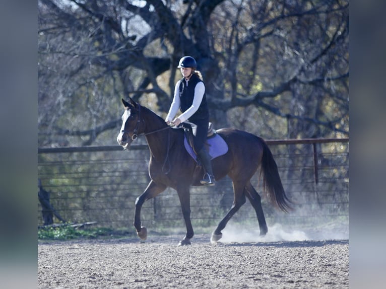 American Quarter Horse Mix Wałach 8 lat 163 cm Gniada in Athens