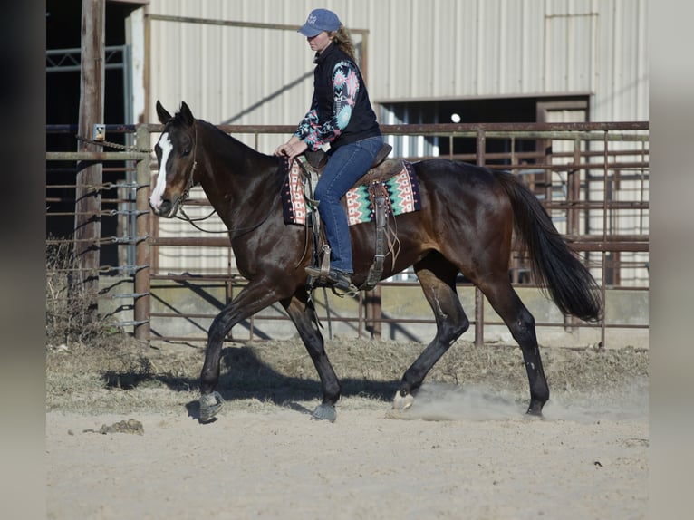 American Quarter Horse Mix Wałach 8 lat 163 cm Gniada in Athens