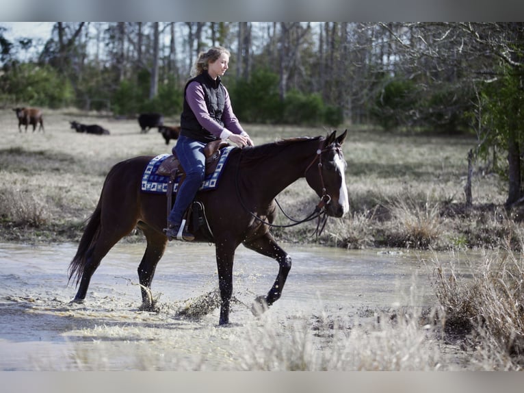 American Quarter Horse Mix Wałach 8 lat 163 cm Gniada in Athens