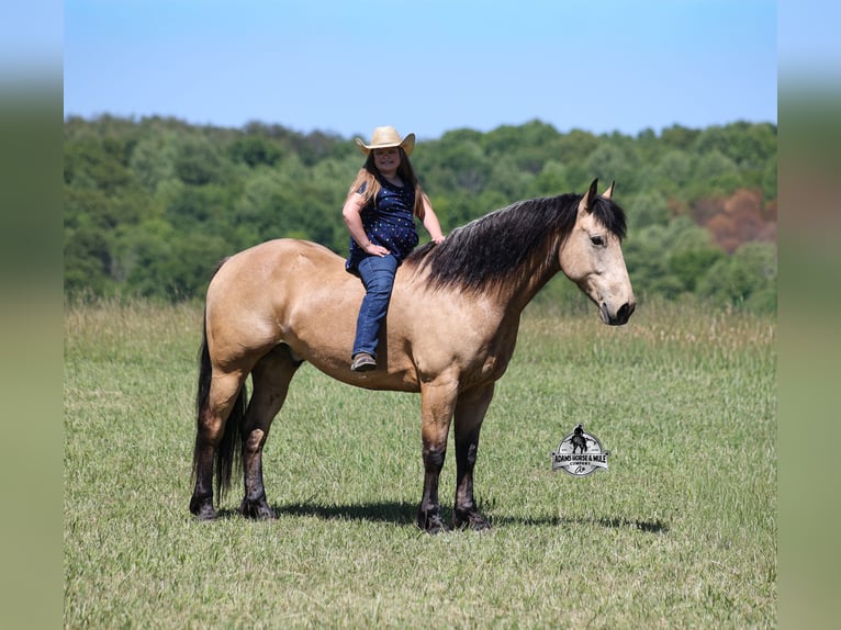 American Quarter Horse Wałach 8 lat 163 cm Jelenia in Mount Vernon