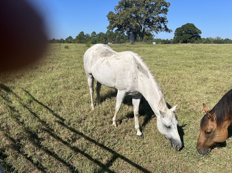 American Quarter Horse Wałach 8 lat 163 cm Siwa in Defuniak Springs Florida