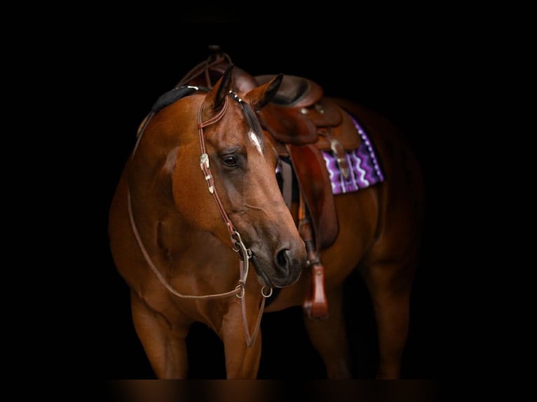 American Quarter Horse Wałach 8 lat 165 cm Gniada in Uedem