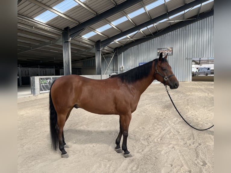 American Quarter Horse Wałach 8 lat Ciemnogniada in Lecelles