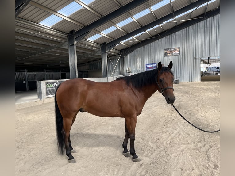 American Quarter Horse Wałach 8 lat Ciemnogniada in Rumegies