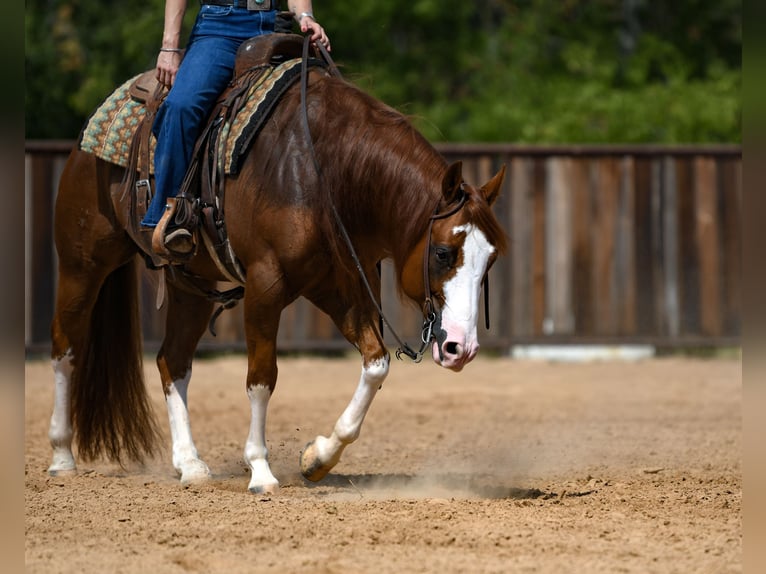 American Quarter Horse Wałach 8 lat Cisawa in Mount Vernon