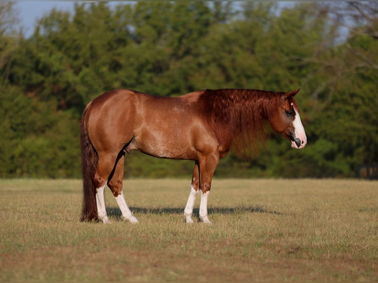 American Quarter Horse Wałach 8 lat Cisawa in Mount Vernon
