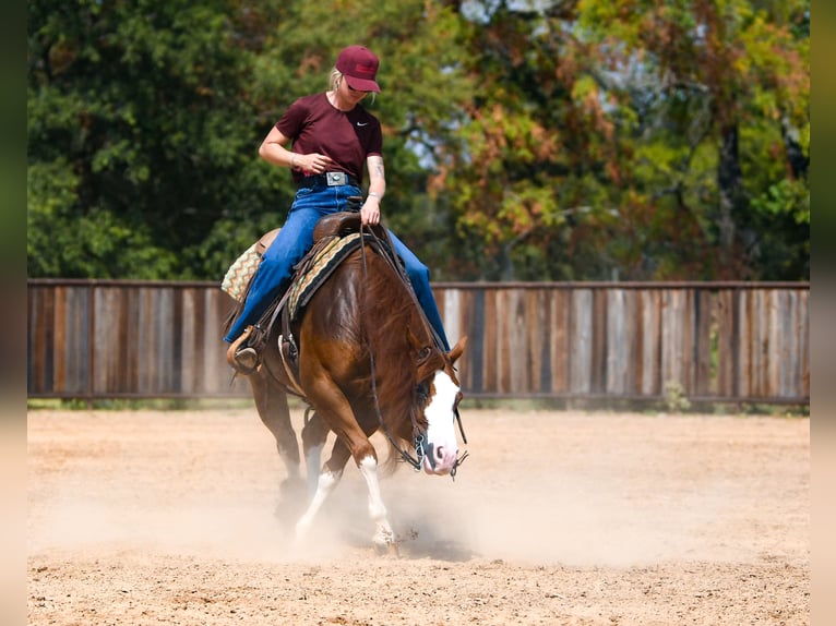 American Quarter Horse Wałach 8 lat Cisawa in Mount Vernon