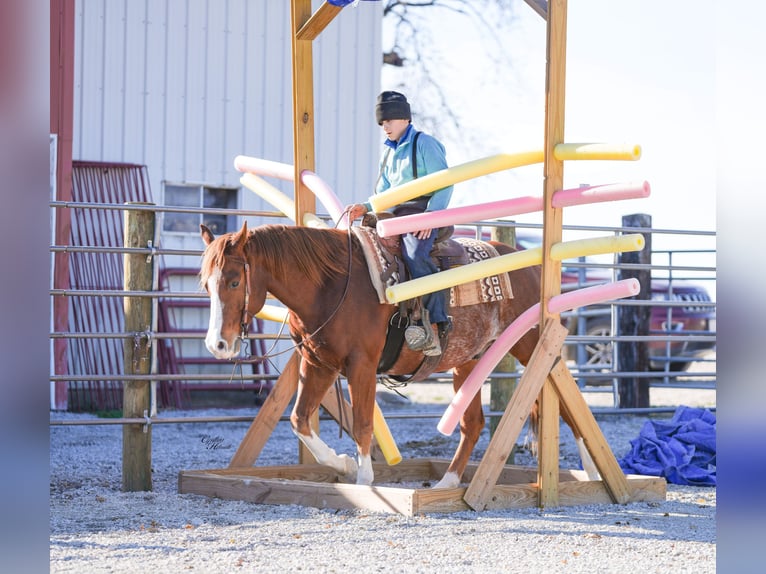 American Quarter Horse Wałach 8 lat Cisawa in Independence