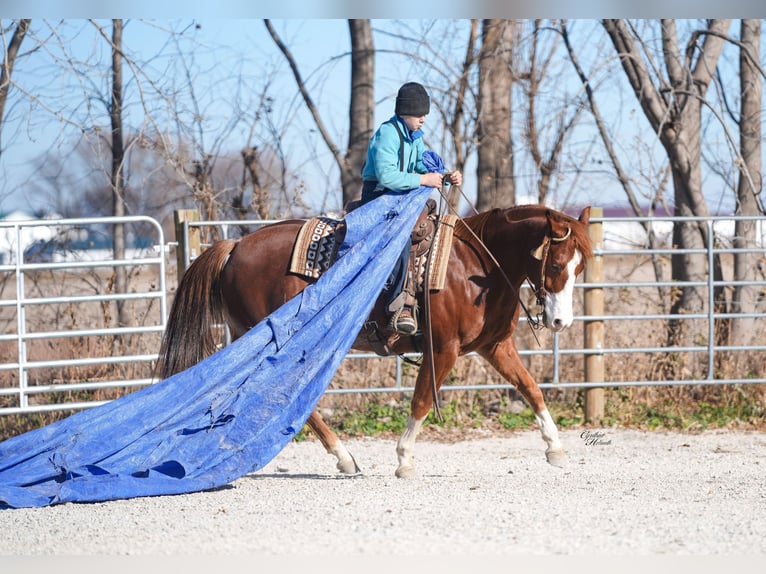 American Quarter Horse Wałach 8 lat Cisawa in Independence