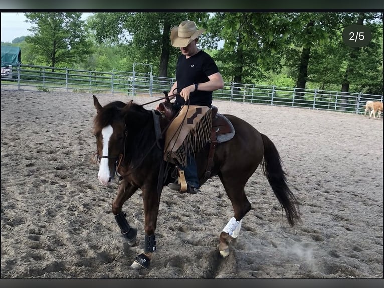 American Quarter Horse Wałach 8 lat Gniada in Marl