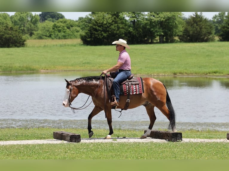 American Quarter Horse Wałach 8 lat Gniada in Buffalo