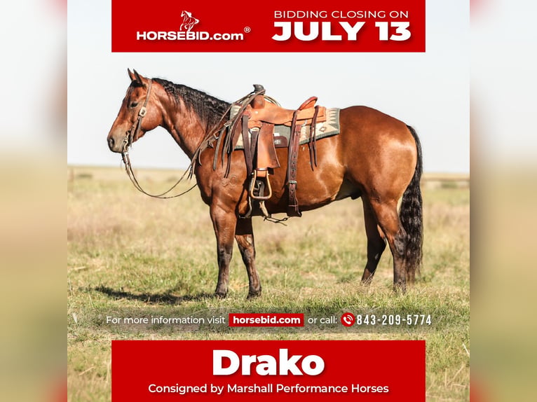American Quarter Horse Wałach 8 lat Gniada in Ryan
