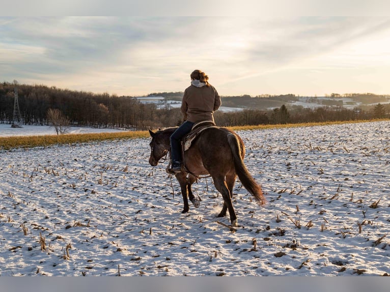 American Quarter Horse Wałach 8 lat Gniadodereszowata in Dalton