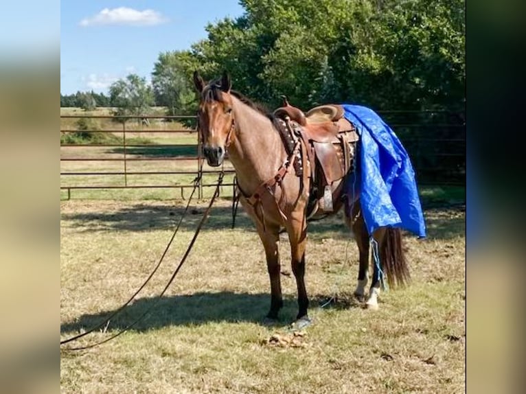 American Quarter Horse Wałach 8 lat Gniadodereszowata in Weatherford