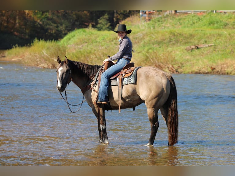 American Quarter Horse Wałach 8 lat Grullo in Clarion