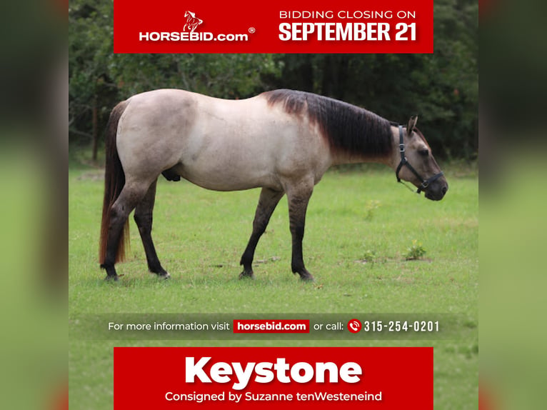 American Quarter Horse Wałach 8 lat Grullo in Hartsville