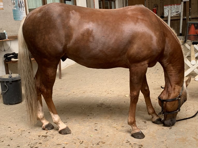 American Quarter Horse Wałach 8 lat Izabelowata in Pfinztal