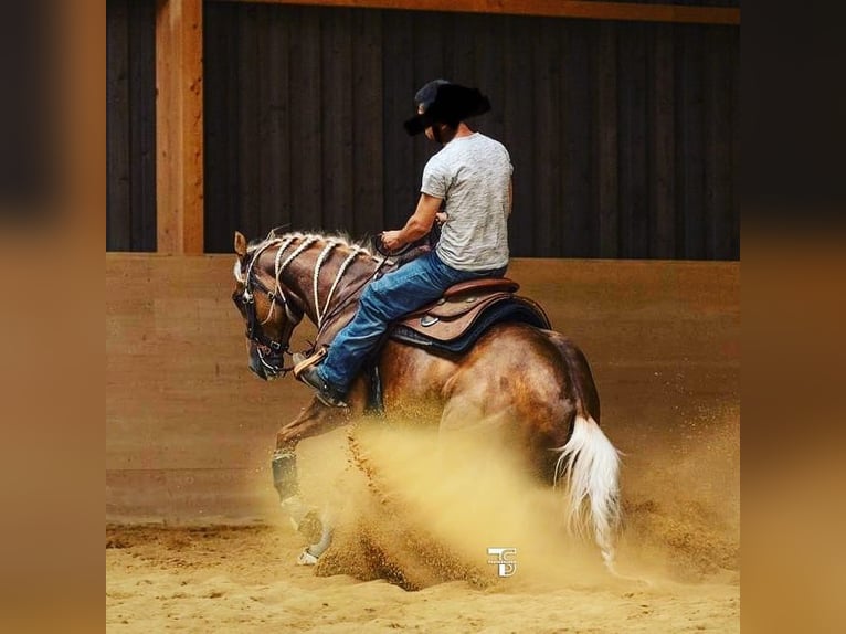 American Quarter Horse Wałach 8 lat Izabelowata in Pfinztal