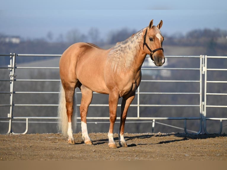 American Quarter Horse Wałach 8 lat Izabelowata in Millersburg OH