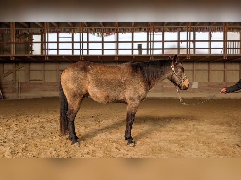 American Quarter Horse Wałach 8 lat Jelenia in Alterswil FR