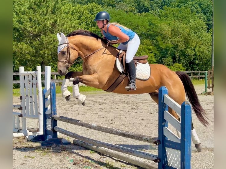 American Quarter Horse Wałach 8 lat Jelenia in New Holland