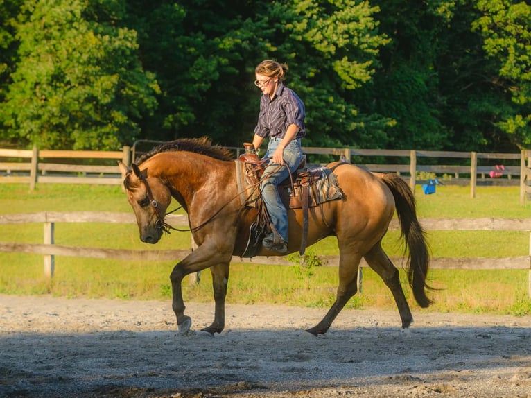 American Quarter Horse Wałach 8 lat Jelenia in New Holland