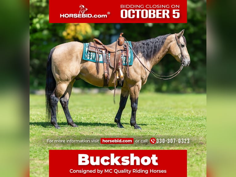 American Quarter Horse Wałach 8 lat Jelenia in North Bloomfield